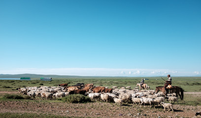 Troupeaux dans la steppe mongole