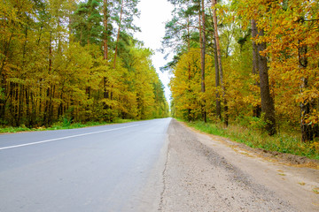 The beautiful autumn forest with road.