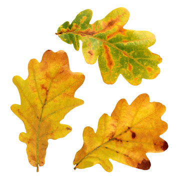 Autumn oak leaves isolated on white background.