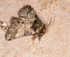 macrophotographie d'un papillon: Pudibonde (Calliteara pudibunda)