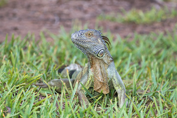 Juvenile green iguana sitting in the grass