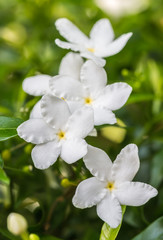 Naklejka na ściany i meble White flower, Sampaguita Jasmine.