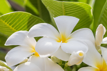 Obraz na płótnie Canvas White plumeria (frangipani)