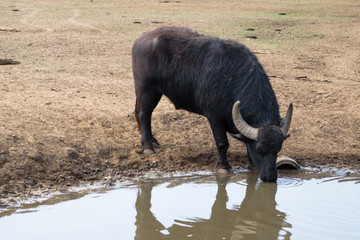 Gnu Brunatne - występuje w Afryce © Senatorek