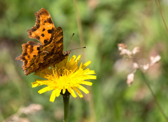 macrophotographie d'un papillon: Robert-le-diable (Polygonia c-album)