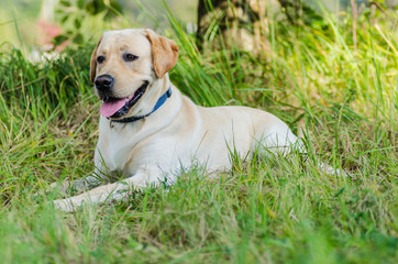 very cute young purebred labrador dog with beautiful brown white fur with brown eyes ears big head mouth teeth happily walking in the park on a nice sunny weather outdoors