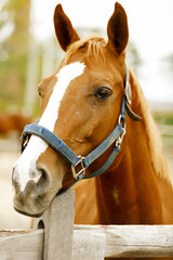 Racehorse portrait.