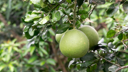 Pomelo