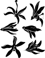 Silhouettes of  lemon flower. Set