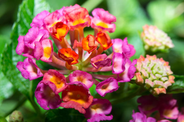 Naklejka premium Macro flowers in the park