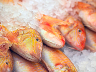 Fresh surmullet and various fish on ice, on fish market