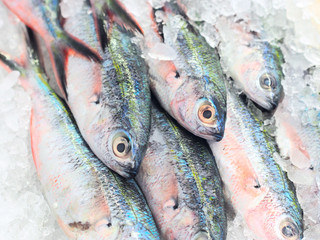 Fresh raw mullet fish on ice at fish market
