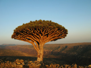 Fototapeta na wymiar Dragon tree, endemic plant of Socotra island, Yemen