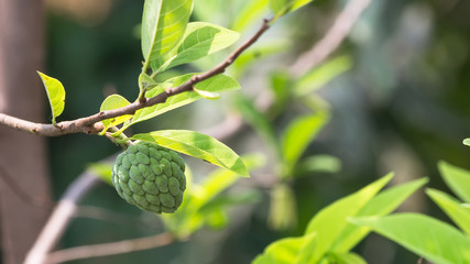 sugar apple on tree