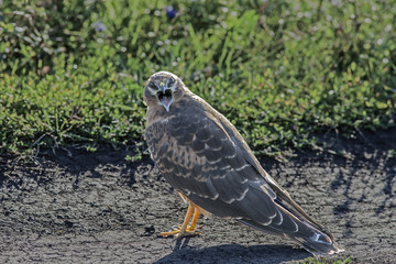 aggressive bird predator sitting on the ground and shouts