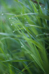 Water drops on the green grass