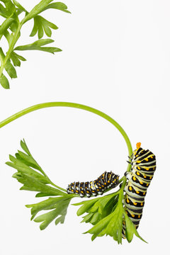 Two Black Swallowtail Butterfly larvae, one extending its osmeteria horns, eating parsley.