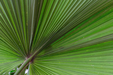 Fototapeta premium Green leaf texture