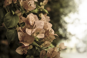 Vintage picture bougainvillea flowers