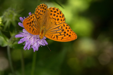 macrophotographie d'un papillon: Tabac d'Espagne (Argynnis paphia)