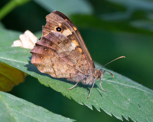 Fototapeta premium macrophotographie d'un papillon: Tircis (Pararge aegeria)