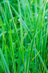 water drops on grass