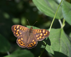 macrophotographie d'un papillon: Tircis (Pararge aegeria)