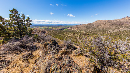 Dry trees on the slope of the cliff. Beautiful landscape of yellow sharp cliffs. Smith Rock state park, Oregon