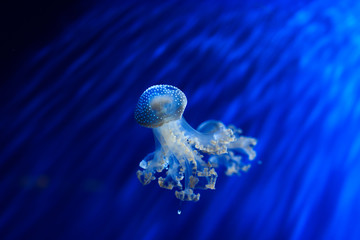 Jellyfish floating in aquarium with blue water