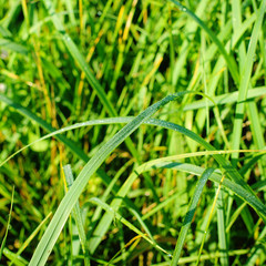 Fresh green grass with water droplet