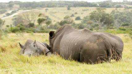 White Rhino Family Sleeping