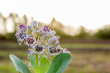 Crown flower