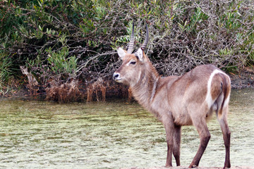 Waterbuck at the Water