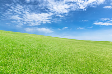 Fototapeta na wymiar grass field under blue sky