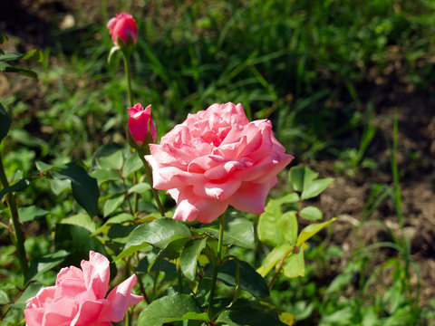 Rose bush lat. Monique Lestournelle