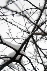 white winter snow . calm day at city park