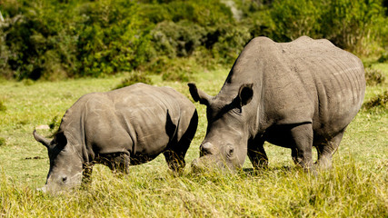 Obraz premium White Rhino Family