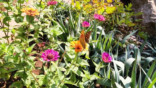Sch&ouml;ne Schmetterling sammelt Nektar auf der Zinnien Blume.