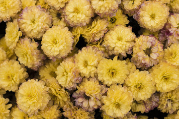 Yellow chrysanthemum flowers in the garden