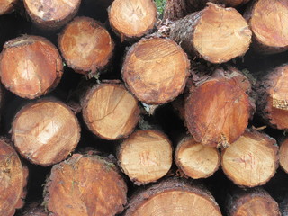 Logs