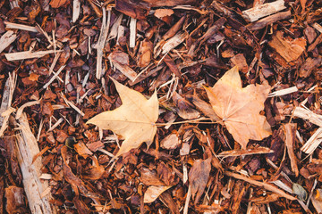 Bark mulch and autumn maple leaves