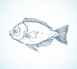 Hand drawn sketch fish. Vector illustration