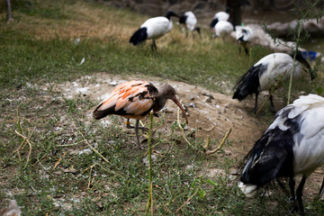 Beautiful berd feeding in the wild