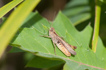 Grasshopper on leaf