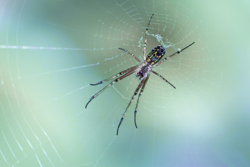 Close up of a spider in a web