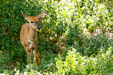 Tiny Nyala