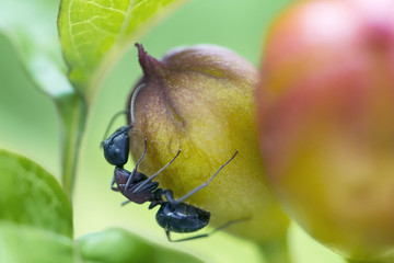 Close up of an ant