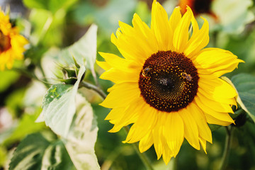 Blooming yellow sunflower with bee