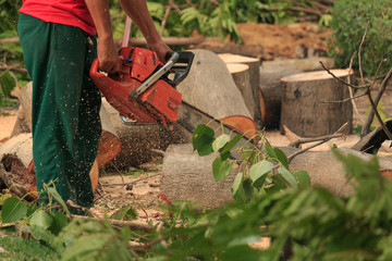 People cutting trees.