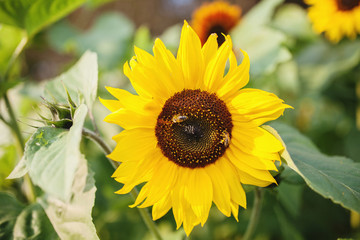 Blooming yellow sunflower with bee